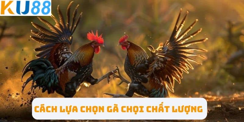 Cách lựa chọn gà chọi chất lượng