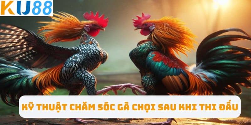 Kỹ thuật chăm sóc gà chọi sau khi thi đấu