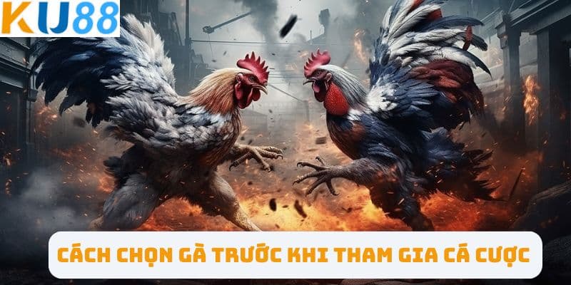 Cách chọn gà trước khi tham gia cá cược