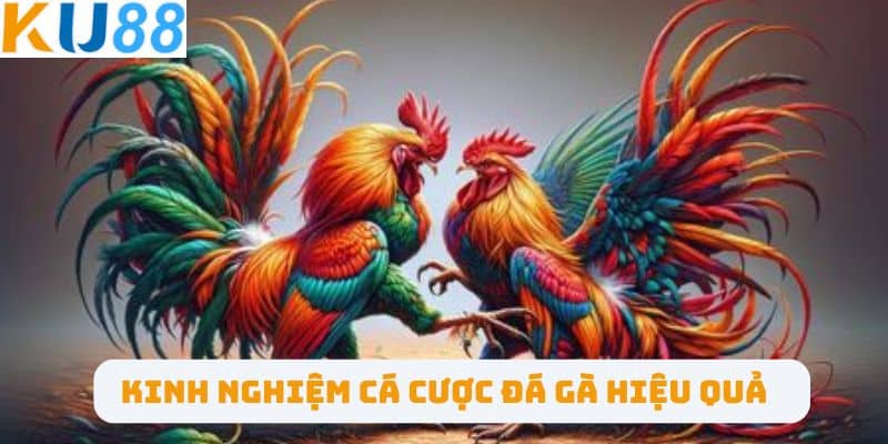 Kinh nghiệm cá cược đá gà hiệu quả